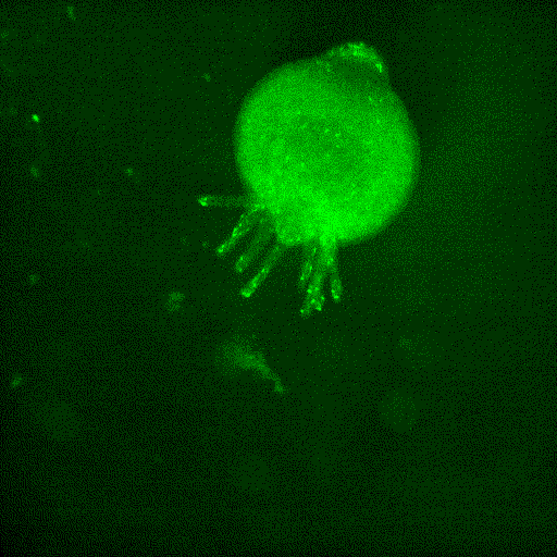 Example biological tracking of hydra neurons