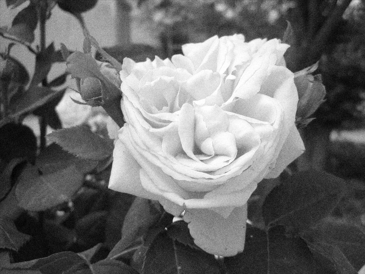 Rose with film grain